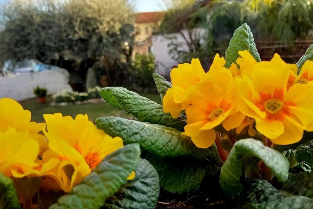 Villa Ama Pordenone Kültér fotó